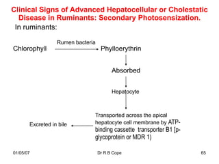 Clinical Signs of Advanced Hepatocellular or Cholestatic
  Disease in Ruminants: Secondary Photosensization.
 In ruminants:

                  Rumen bacteria
Chlorophyll                         Phylloerythrin


                                         Absorbed


                                         Hepatocyte



                               Transported across the apical
       Excreted in bile        hepatocyte cell membrane by ATP-
                               binding cassette transporter B1 [p-
                               glycoprotein or MDR 1)

01/05/07                           Dr R B Cope                       65
 
