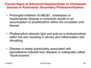 Clinical Signs of Advanced Hepatocellular or Cholestatic
 Disease in Ruminants: Secondary Photosensitization.

 • Prolonged inhibition of ABCB1, cholestasis or
   hepatocelular disease in ruminants results in an
   accumulation of phylloerythrin within the circulation and
   tissues.

 • Phylloerythrin absorbs light and acts as a photosensitizer
   within the skin resulting in severe skin inflammation and
   sloughing.

 • Disease in sheep (particularly associated with
   sporodesmin-induced liver disease) is colloquially called
   “facial eczema.”

01/05/07                   Dr R B Cope                     66
 