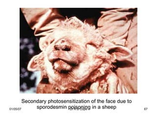 Secondary photosensitization of the face due to
01/05/07      sporodesmin poisoning in a sheep
                           Dr R B Cope                     67
 