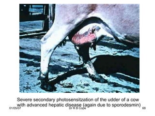 Severe secondary photosensitzation of the udder of a cow
     with advanced hepatic disease (again due to sporodesmin)
01/05/07                    Dr R B Cope                         68
 