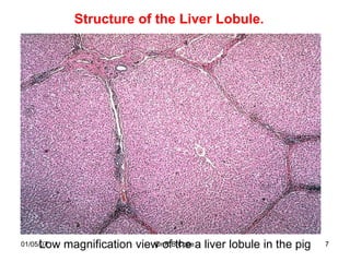 Structure of the Liver Lobule.




     Low magnification view ofBthe a liver lobule in the pig
01/05/07                   Dr R Cope                           7
 