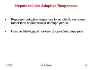 Hepatocellular Adaptive Responses.


•     Represent adaptive responses to xenobiotic response
      rather than hepatocellular damage per se.

•     Used as histological markers of xenobiotic exposure.




01/05/07                   Dr R B Cope                       74
 