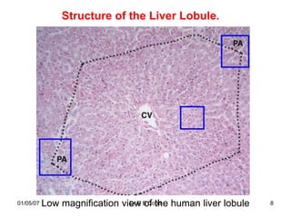 Structure of the Liver Lobule.




01/05/07   Low magnification view B Cope human liver lobule
                               Dr R of the                    8
 