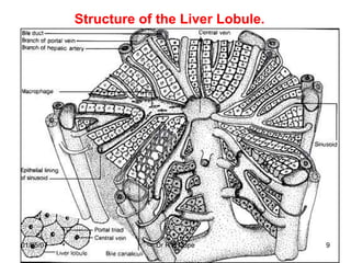 Structure of the Liver Lobule.




01/05/07               Dr R B Cope          9
 