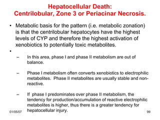 Hepatocellular Death:
  Centrilobular, Zone 3 or Periacinar Necrosis.
• Metabolic basis for the pattern (i.e. metabolic zonation)
  is that the centrilobular hepatocytes have the highest
  levels of CYP and therefore the highest activation of
  xenobiotics to potentially toxic metabolites.
•
    –      In this area, phase I and phase II metabolism are out of
           balance.

    –      Phase I metabolism often converts xenobiotics to electrophilic
           metabolites. Phase II metabolites are usually stable and non-
           reactive.

    –      If phase I predominates over phase II metabolism, the
           tendency for production/accumulation of reactive electrophilic
           metabolites is higher, thus there is a greater tendency for
01/05/07   hepatocellular injury.                                        99
 
