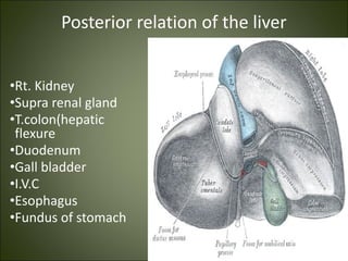 Posterior relation of the liver
•Rt. Kidney
•Supra renal gland
•T.colon(hepatic
flexure
•Duodenum
•Gall bladder
•I.V.C
•Esophagus
•Fundus of stomach
 