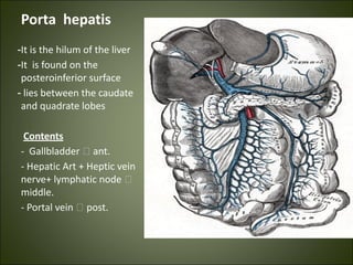 Porta hepatis
-It is the hilum of the liver
-It is found on the
posteroinferior surface
- lies between the caudate
and quadrate lobes
Contents
- Gallbladder 🡪 ant.
- Hepatic Art + Heptic vein
nerve+ lymphatic node 🡪
middle.
- Portal vein 🡪 post.
 