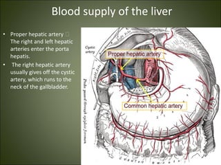 Blood supply of the liver
• Proper hepatic artery 🡪
The right and left hepatic
arteries enter the porta
hepatis.
• The right hepatic artery
usually gives off the cystic
artery, which runs to the
neck of the gallbladder.
 