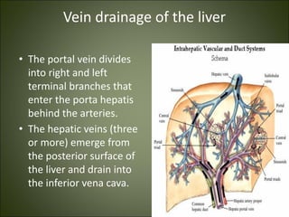 Vein drainage of the liver
• The portal vein divides
into right and left
terminal branches that
enter the porta hepatis
behind the arteries.
• The hepatic veins (three
or more) emerge from
the posterior surface of
the liver and drain into
the inferior vena cava.
 