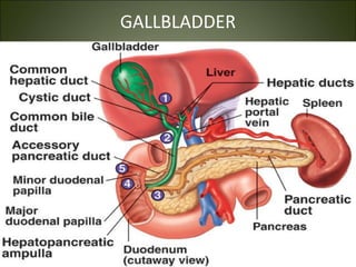 GALLBLADDER
 