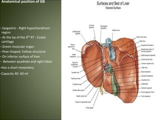 Anatomical position of GB
- Epigastric - Right hypochondrium
region
- At the tip of the 9th
RT . Costal
cartilage
- Green muscular organ
- Pear-shaped, hollow structure
- On inferior surface of liver
- Between quadrate and right lobes
-Has a short mesentery
-Capacity 40- 60 ml
 