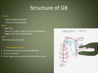 Structure of GB
Fundus
-Ant:ant.abdominal wall
- Post.inf: transverscolon
Body
sup: liver
post.inf: Tr.colon. End of 1st
part of doudenum ,
begins of 2nd
part of doudenum
Neck
- Form the cystic duct, 4cm
Hartmann’s Pouch
1. Lies between body and neck of gallbladder
2. A normal variation
3. If very large, may see cystic duct arising from pouch
 