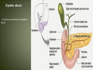 Cystic duct
- It joins common hepatic
duct
 