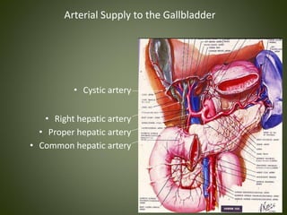 Arterial Supply to the Gallbladder
• Cystic artery
• Right hepatic artery
• Proper hepatic artery
• Common hepatic artery
 