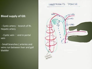 Blood supply of GB:
- Cystic artery🡪 branch of Rt.
Hepatic artery
- Cystic vein 🡪 end in portal
vein
- Small branches ( arteries and
veins run between liver and gall
bladder
Common Hepatic
Artery
Proper Hepatic
Artery
Gastroduodenal
Artery
 