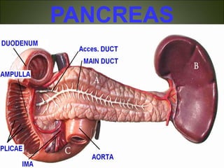 PANCREAS
 