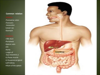 Common relation
Anterior
-Transverse colon
-Transvers
mesocolon
-Lesser sac
-Stomach
-Posterior
--Bile duct
-Portalvein
-Splenic vein
-IVC
-Aorta
- origin of
Sup.mesentric.a
-Lt.Psoas muscle
-Lt.Suuprarenal gland
-Left kidney
-Hilum of the spleen
PANCREAS
 