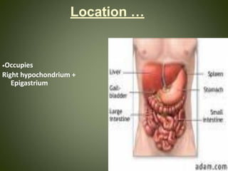 Location …
•Occupies
Right hypochondrium +
Epigastrium
 