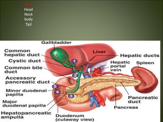Parts
Head
Neck
body
Tail
 