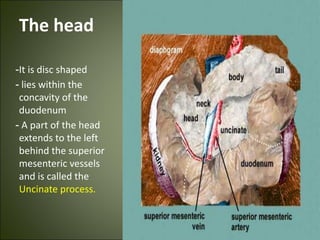 The head
-It is disc shaped
- lies within the
concavity of the
duodenum
- A part of the head
extends to the left
behind the superior
mesenteric vessels
and is called the
Uncinate process.
 