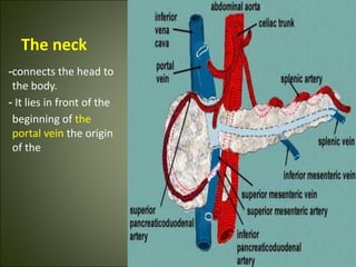 The neck
-connects the head to
the body.
- It lies in front of the
beginning of the
portal vein the origin
of the
 