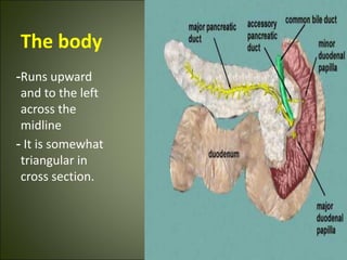 The body
-Runs upward
and to the left
across the
midline
- It is somewhat
triangular in
cross section.
 