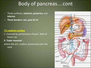 Body of pancreas…cont
- Three surfaces: anterior, posterior, and
inferior.
- Three borders: ant ,post & inf
The anterior surface
1- Covered by peritoneum of post. Wall of
lesser sac
2- Tuber omental :
where the ant. surface of pancreas join the
neck
 