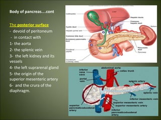 Body of pancreas…cont
The posterior surface
- devoid of peritoneum
- in contact with
1- the aorta
2- the splenic vein
3- the left kidney and its
vessels
4- the left suprarenal gland
5- the origin of the
superior mesenteric artery
6- and the crura of the
diaphragm.
 