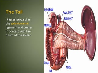The Tail
- Passes forward in
the splenicorenal
ligament and comes
in contact with the
hilum of the spleen
 