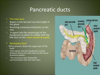Pancreatic ducts
• The main duct
- Begins in the tail and runs the length of
the gland
- Receiving numerous tributaries on the
way .
- It opens into the second part of the
duodenum at about its middle with the
bile duct on the major duodenal papilla
• Accessory duct
- When present, drains the upper part of the
head
- Then opens into the duodenum a short
distance above the main duct on the minor
duodenal papilla .
- The accessory duct frequently
communicates with the main duct
 
