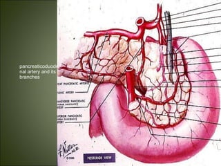 pancreaticoduode
nal artery and its
branches
 