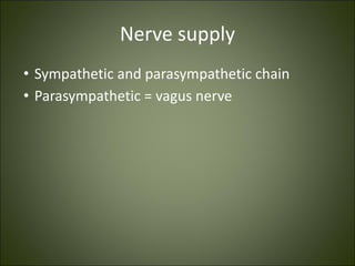 Nerve supply
• Sympathetic and parasympathetic chain
• Parasympathetic = vagus nerve
 