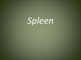 Spleen
 
