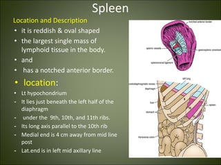 Spleen
Location and Description
• it is reddish & oval shaped
• the largest single mass of
lymphoid tissue in the body.
• and
• has a notched anterior border.
• location:
• Lt hypochondrium
- It lies just beneath the left half of the
diaphragm
- under the 9th, 10th, and 11th ribs.
- Its long axis parallel to the 10th rib
- Medial end is 4 cm away from mid line
post
- Lat.end is in left mid axillary line
 