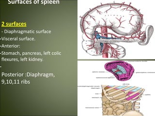 Surfaces of spleen
2 surfaces
- Diaphragmatic surface
-Visceral surface.
-Anterior:
-Stomach, pancreas, left colic
flexures, left kidney.
-
Posterior :Diaphragm,
9,10,11 ribs
 