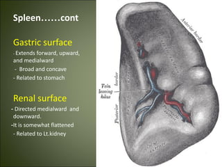 Spleen……cont
Gastric surface
- Extends forward, upward,
and medialward
- Broad and concave
- Related to stomach
Renal surface
- Directed medialward and
downward.
-It is somewhat flattened
- Related to Lt.kidney
 