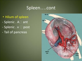 Spleen….cont
• Hilum of spleen
- Splenic . A🡪 ant
- Splenic . v 🡪 post
- Tail of pancreas
 