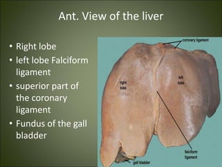 Ant. View of the liver
• Right lobe
• left lobe Falciform
ligament
• superior part of
the coronary
ligament
• Fundus of the gall
bladder
 