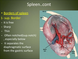 Spleen..cont
• Borders of spleen
1- sup. Border
- It is free
- Sharp
- Thin
- Often notched(sup.notch)
, especially below
- It separates the
diaphragmatic surface
from the gastric surface
 