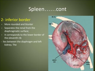 Spleen……cont
2- inferior border
- More rounded and blunter
- Separates the renal from the
diaphragmatic surface;
- It corresponds to the lower border of
the eleventh rib
- lies between the diaphragm and left
kidney. The
 