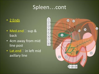 Spleen…cont
• 2 Ends
• Med.end🡪 sup &
back
• 4cm away from mid
line post
• Lat.end🡪 in left mid
axillary line
 