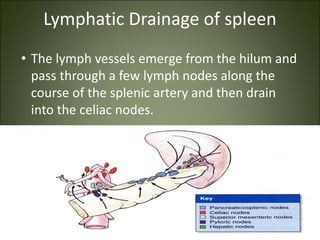 Lymphatic Drainage of spleen
• The lymph vessels emerge from the hilum and
pass through a few lymph nodes along the
course of the splenic artery and then drain
into the celiac nodes.
 