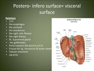 Postero- infero surface= visceral
surface
Relations
• I.V.C
• the esophagus
• the stomach
• the duodenum
• the right colic flexure
• the right kidney
• Rt. Suprarenal gland
• the gallbladder.
• Porta hepatic( bile duct,H.a.H.V)
• Fissure for lig. Venoosum & lesser omentum
• Tubular omentum
• Lig.teres
 