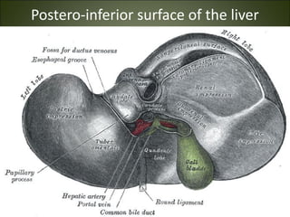 Postero-inferior surface of the liver
 