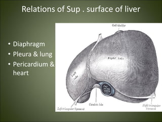 Relations of Sup . surface of liver
• Diaphragm
• Pleura & lung
• Pericardium &
heart
 