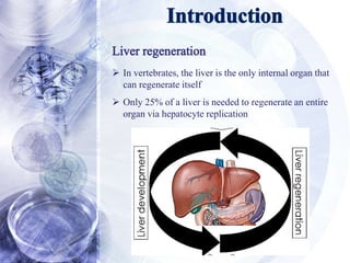 Liver stem-cell | PPTX