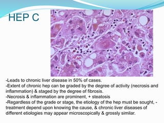 HEP C
-Leads to chronic liver disease in 50% of cases.
-Extent of chronic hep can be graded by the degree of activity (necrosis and
inflammation) & staged by the degree of fibrosis.
-Necrosis & inflammation are prominent, + steatosis
-Regardless of the grade or stage, the etiology of the hep must be sought, -
treatment depend upon knowing the cause, & chronic liver diseases of
different etiologies may appear microscopically & grossly similar.
 