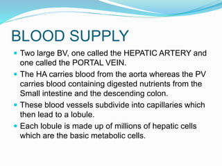 BLOOD SUPPLY
 Two large BV, one called the HEPATIC ARTERY and
one called the PORTAL VEIN.
 The HA carries blood from the aorta whereas the PV
carries blood containing digested nutrients from the
Small intestine and the descending colon.
 These blood vessels subdivide into capillaries which
then lead to a lobule.
 Each lobule is made up of millions of hepatic cells
which are the basic metabolic cells.
 
