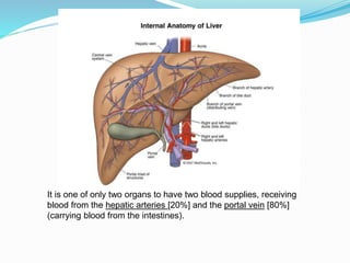 It is one of only two organs to have two blood supplies, receiving
blood from the hepatic arteries [20%] and the portal vein [80%]
(carrying blood from the intestines).
 