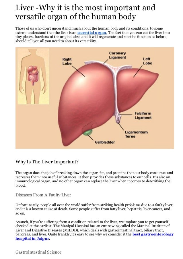 Liver Why It Is The Most Important And Versatile Organ Of The Human